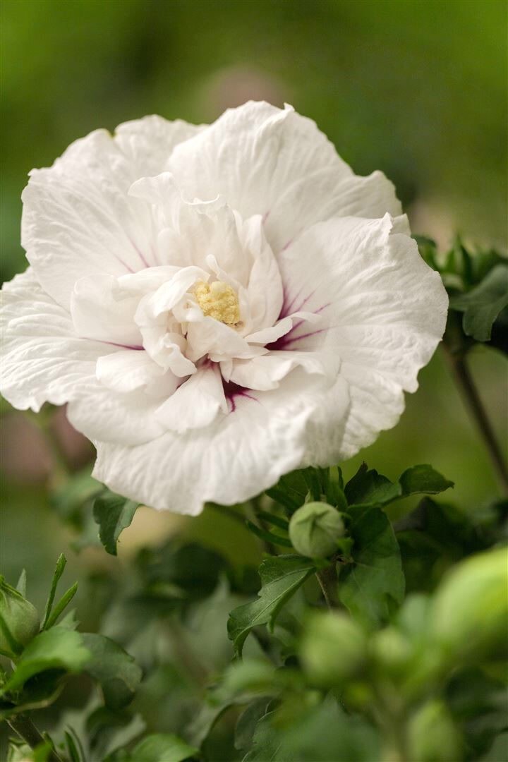 Hibiscus syriacus ‚White Chiffon‘, Gartenhibiskus, weiß, 40–60 cm | 04063654815631