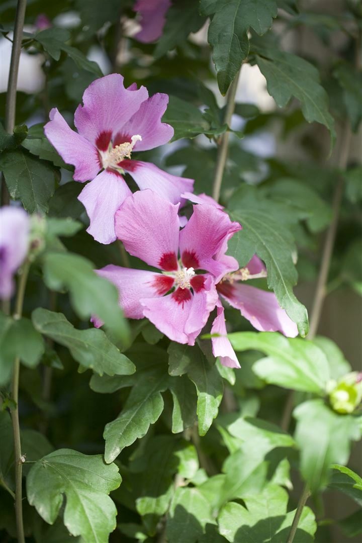 Hibiscus syriacus 'Woodbridge', Roseneibisch, rosa Bl&uuml;ten, 80&ndash;100 cm - Bild 1