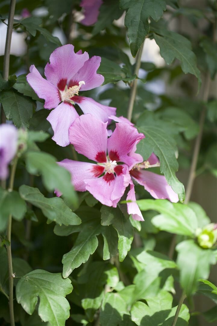 Hibiscus syriacus ‚Woodbridge‘, Roseneibisch, rosa Blüten, 80–100 cm | 04063654812098