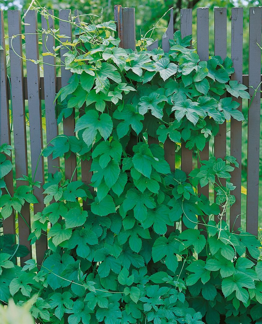 Humulus lupulus 'Pure', Hopfen, 40&ndash;60 cm - Bild 1