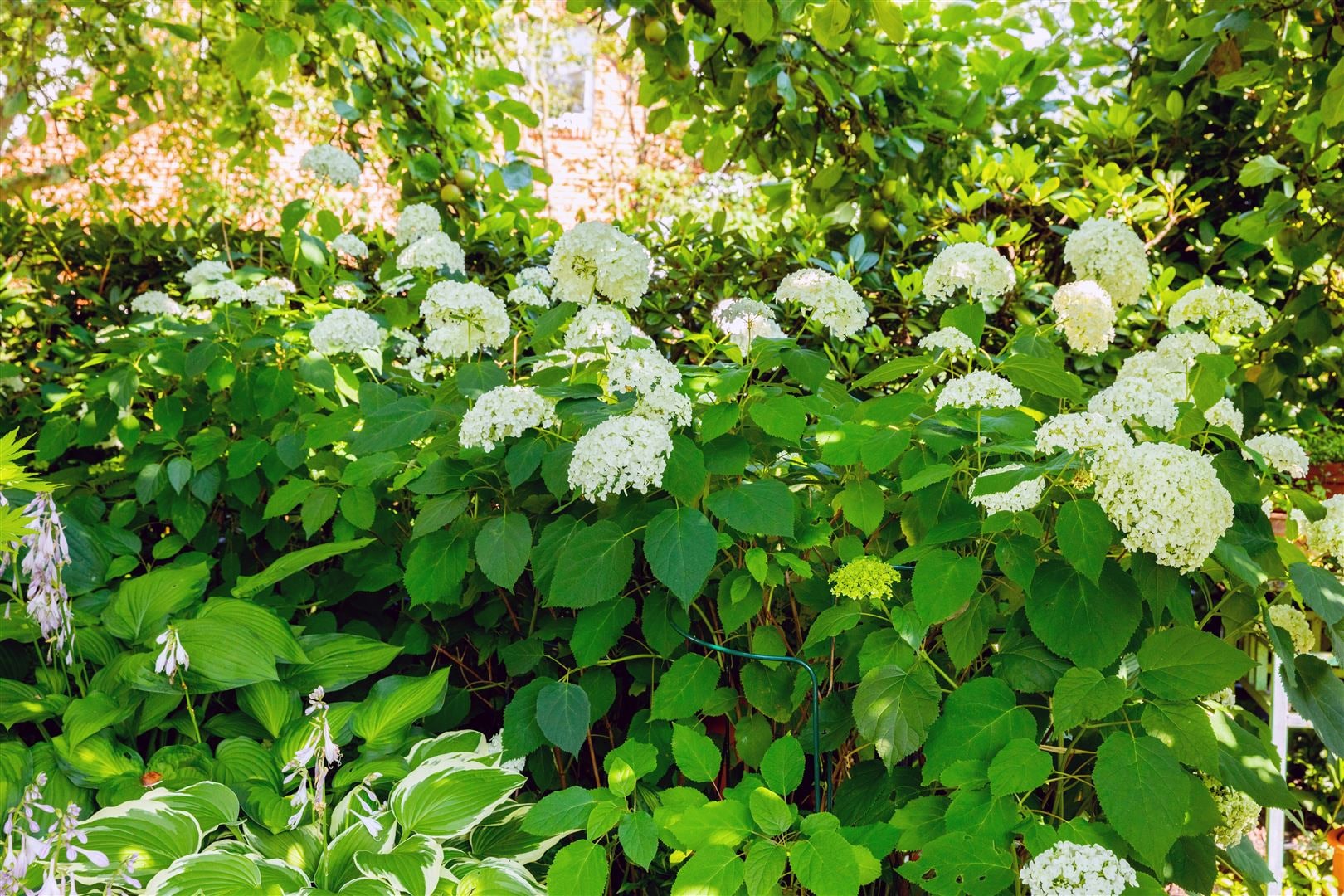 Hydrangea arborescens 'Grandiflora', Schneeballhortensie, wei&szlig;, 60&ndash;100 cm - Bild 1