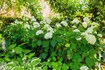 Hydrangea arborescens 'Grandiflora', Schneeballhortensie, weiß, 60–100 cm