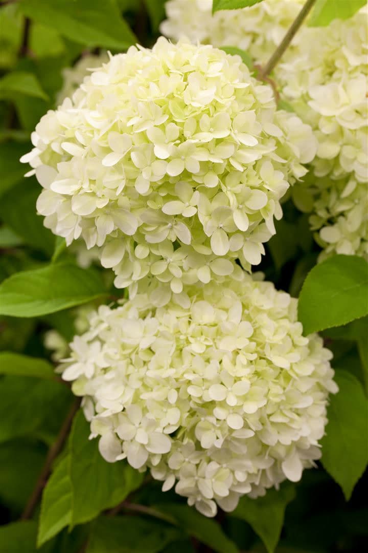 Hydrangea paniculata 'Limelight' -S-, Rispenhortensie, gr&uuml;nlich-wei&szlig;, 80&ndash;100 cm - Bild 1