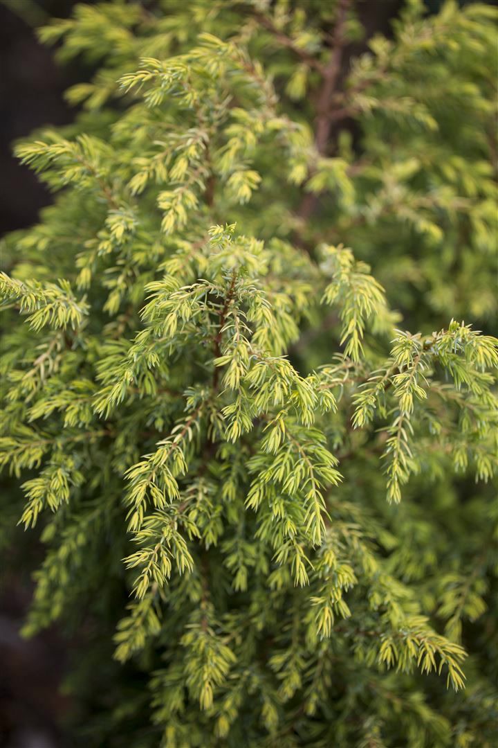 Juniperus communis 'Gold Cone', Wacholder, goldgelb, 30&ndash;40 cm - Bild 1