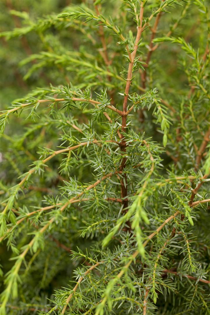 Juniperus communis 'Hibernica', S&auml;ulenwacholder, 125&ndash;150 cm - Bild 1