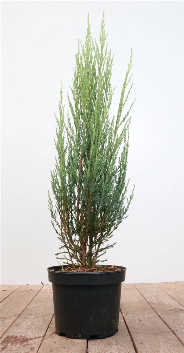 Juniperus scopulorum ‚Blue Arrow‘, Säulenwacholder, blaugrün, 40–60 cm | 04063654820796