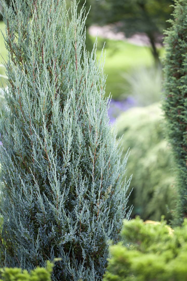Juniperus scopulorum 'Blue Arrow', S&auml;ulenwacholder, blaugr&uuml;n, 60&ndash;80 cm - Bild 1