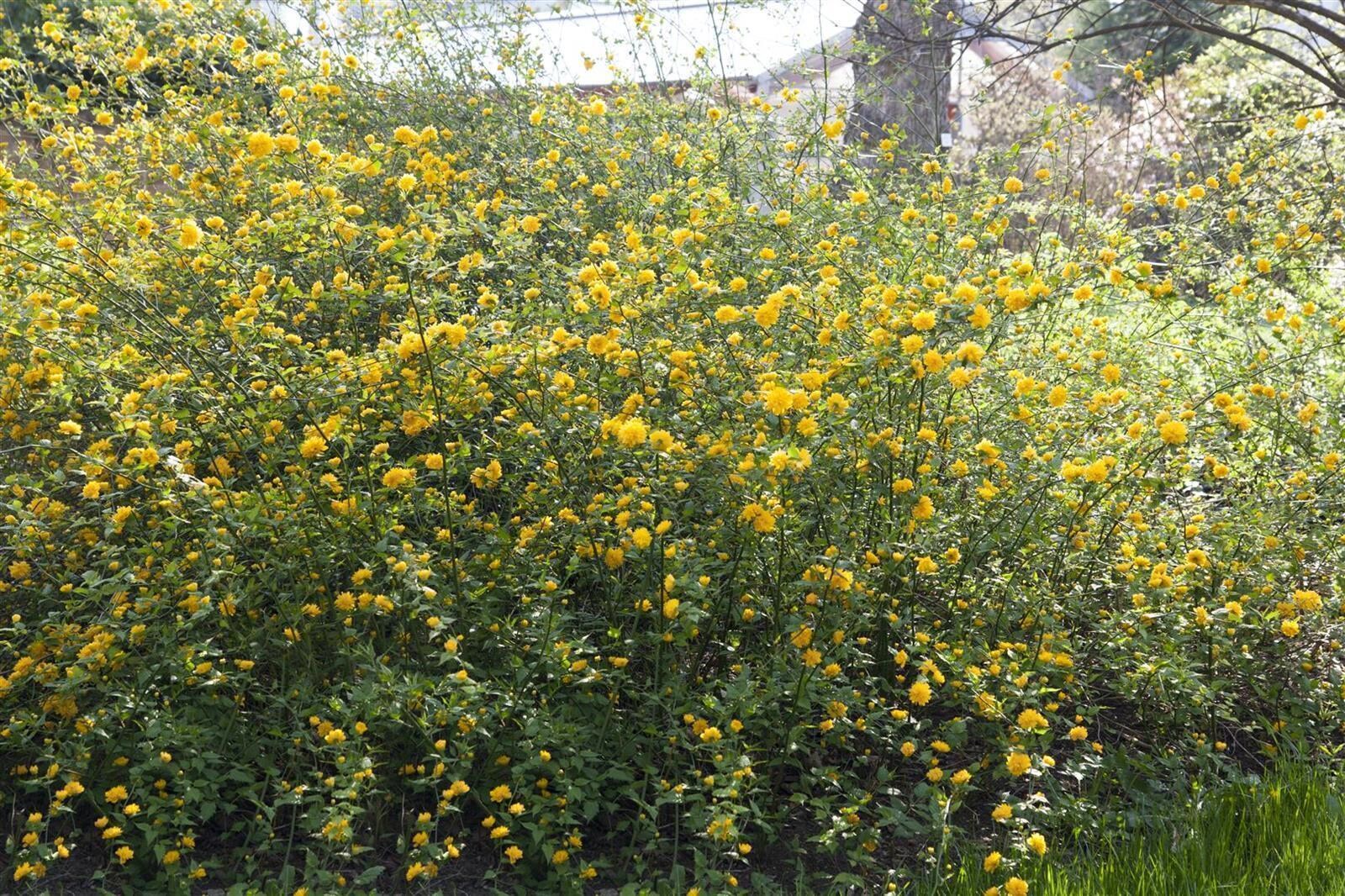Kerria japonica, Japanische Kerrie, gelb, 80&ndash;100 cm - Bild 1