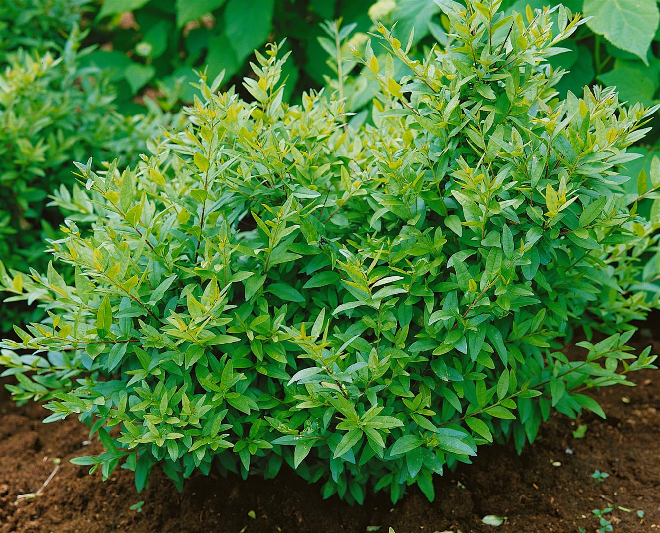 Ligustrum vulgare 'Lodense', Gew&ouml;hnlicher Liguster, kompakt, 30&ndash;40 cm - Bild 1