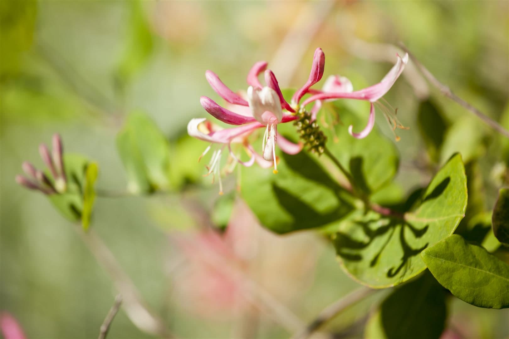 Lonicera heckrottii 'Goldflame', Gei&szlig;blatt, rosa-gelb, 150&ndash;200 cm - Bild 1