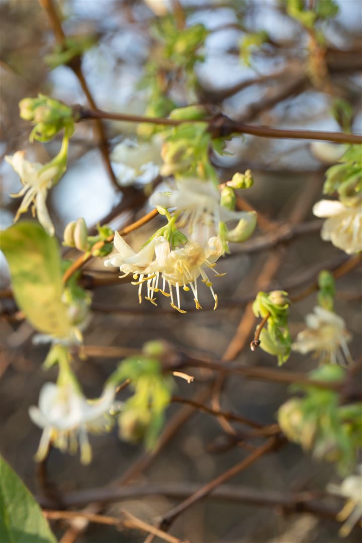Lonicera purpusii, Winter-Heckenkirsche, cremewei&szlig;, 80&ndash;100 cm - Bild 1