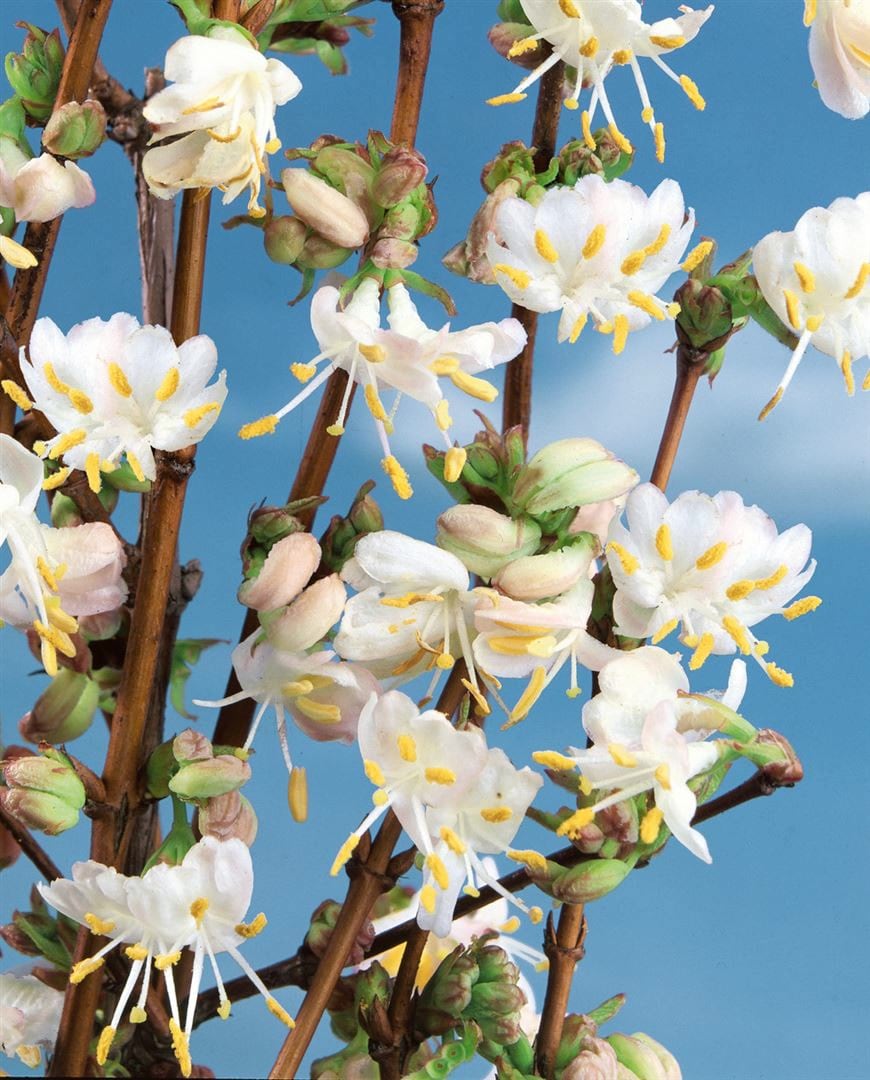 Lonicera purpusii 'Winter Beauty', Duft-Heckenkirsche, cremewei&szlig;, 40&ndash;60 cm - Bild 1