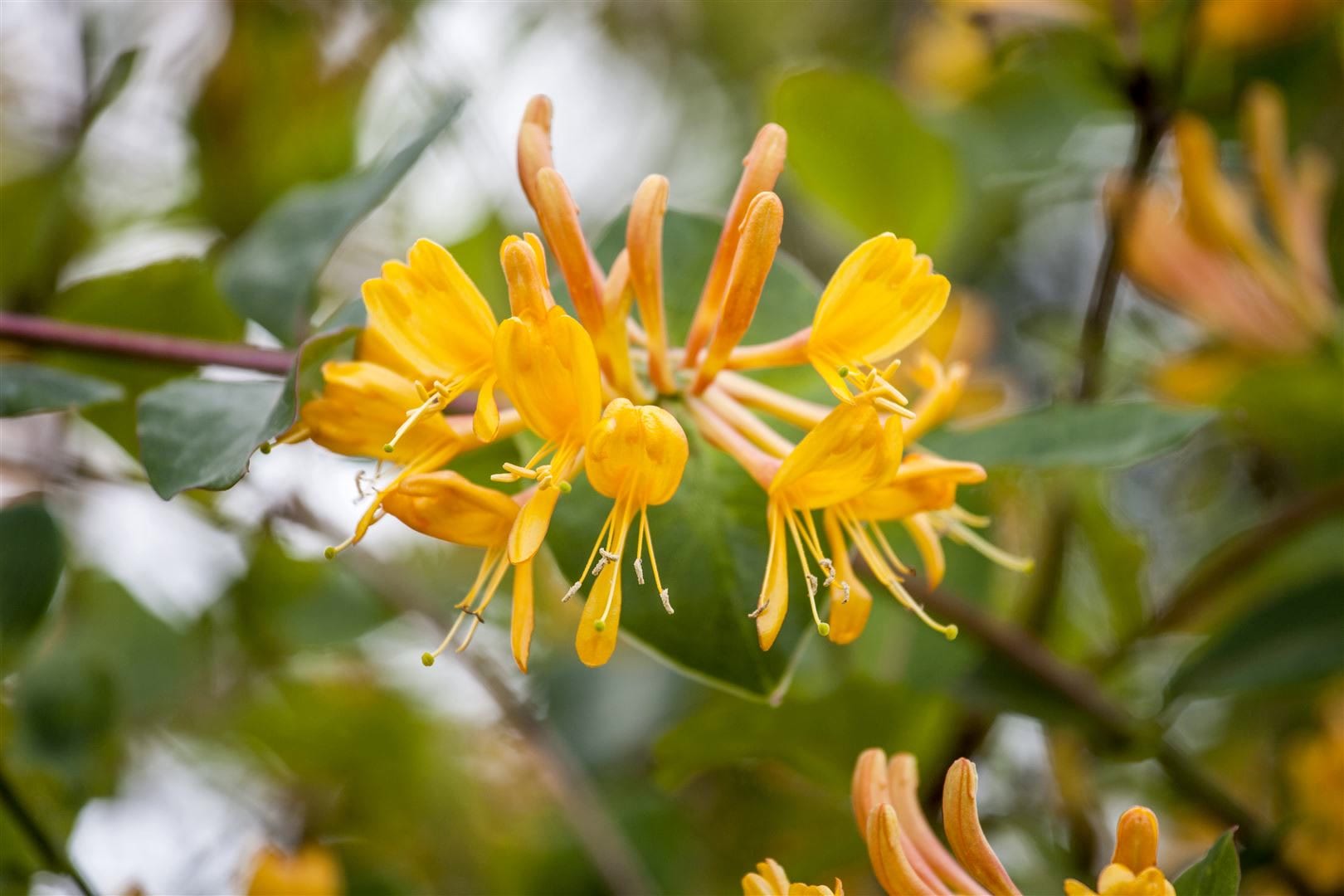 Lonicera tellmanniana, Gei&szlig;blatt, orange-gelb, 150&ndash;200 cm - Bild 1