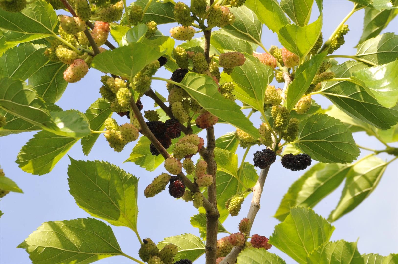 Morus nigra, Schwarze Maulbeere, 60&ndash;80 cm - Bild 1