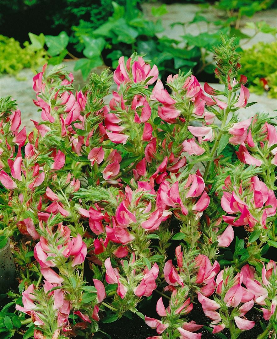 Ononis spinosa, Dornige Hauhechel, rosa Bl&uuml;ten, 2 Liter Container - Bild 1