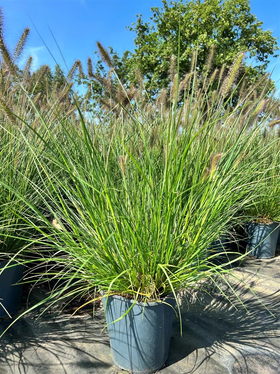 Pennisetum alopecuroides 'Hameln', Lampenputzergras, ca. 3-5 L Container - Bild 1