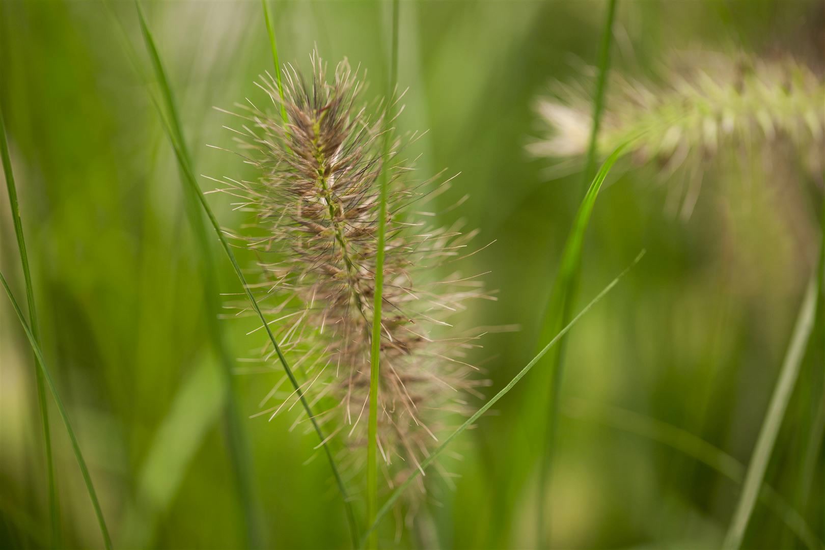 Pennisetum alopecuroides 'Little Bunny', Lampenputzergras, kompakt, 3-5 L Topf - Bild 1
