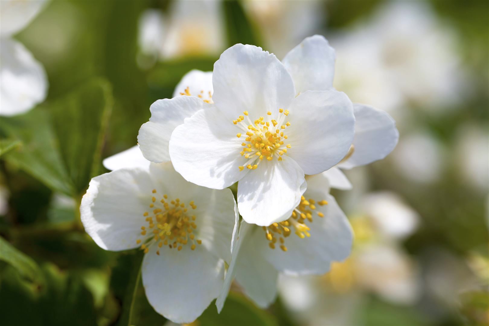 Philadelphus coronarius, Duftjasmin, wei&szlig;, 60&ndash;100 cm - Bild 1