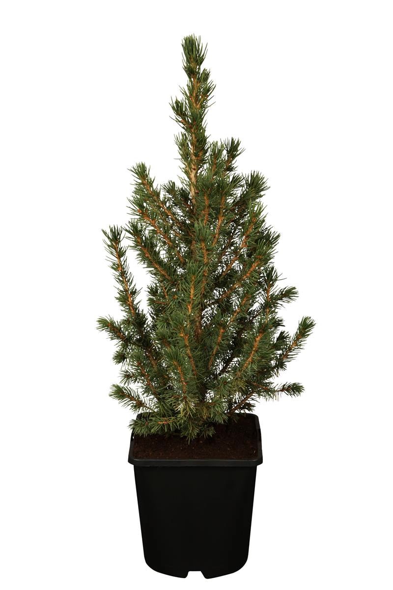 Picea glauca 'Conica', Zuckerhutfichte, kompakt, 20&ndash;30 cm - Bild 1