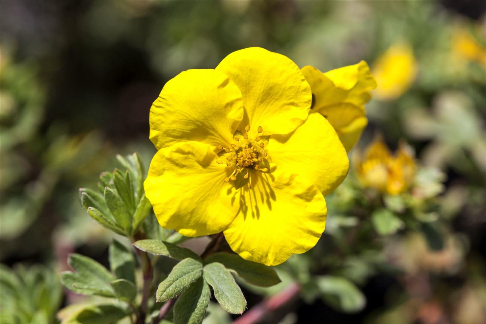 Potentilla 'Goldfinger', Fingerstrauch, gelb, 30&ndash;40 cm - Bild 1
