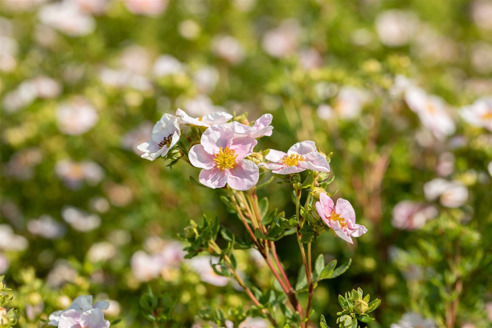 Potentilla ‚Pink Queen‘, Fingerstrauch, rosa Blüten, 30–40 cm | 04063654821472