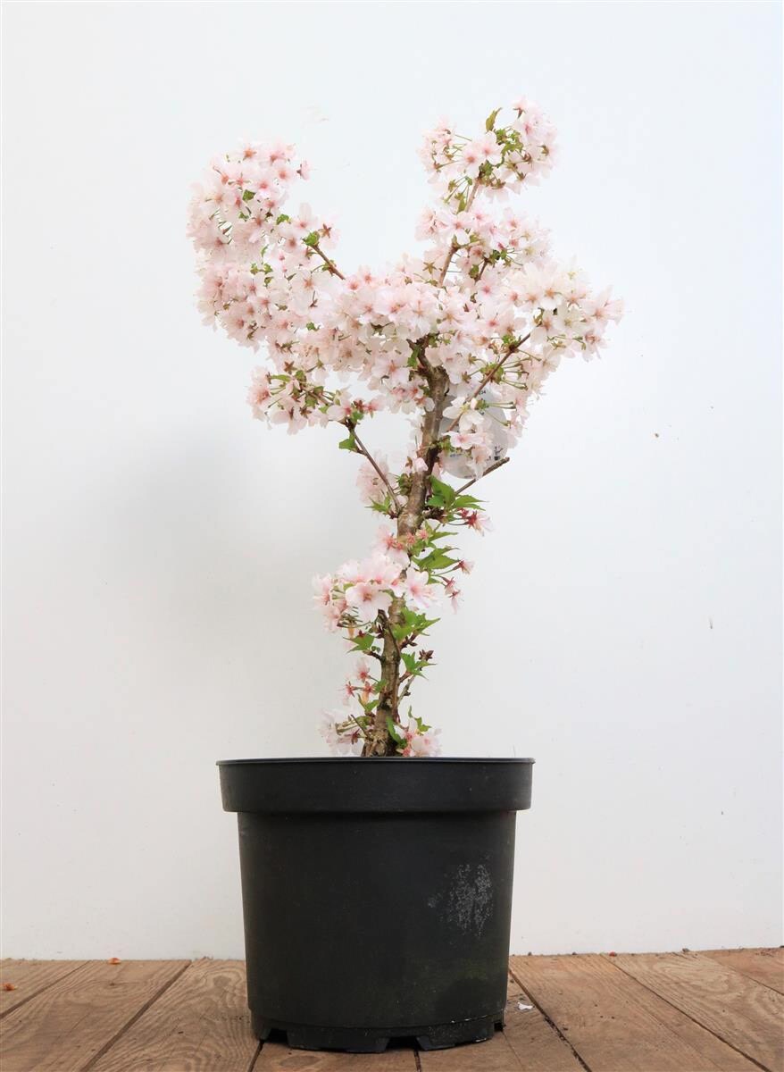 Prunus incisa ‚Mikinori‘, Zierkirsche, rosa Blüten, 40–60 cm | 04063654816966