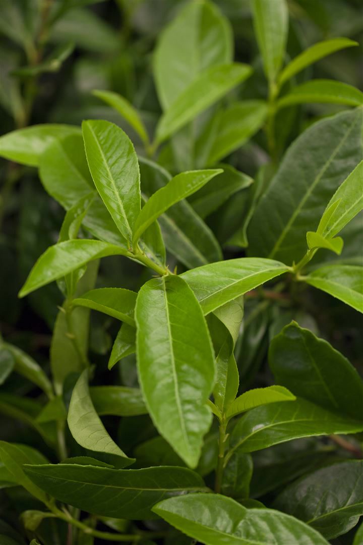 Prunus laurocerasus 'Mount Vernon', Kirschlorbeer, 15&ndash;20 cm - Bild 1