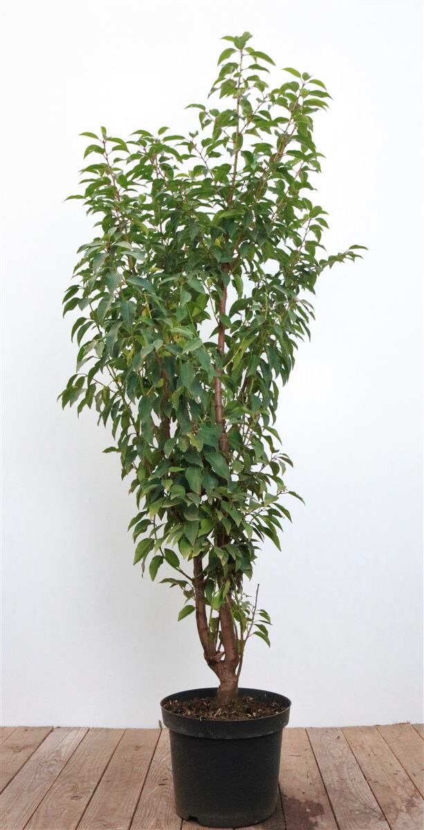 Prunus lusitanica, Portugiesischer Lorbeer, immergr&uuml;n, 80&ndash;100 cm - Bild 1
