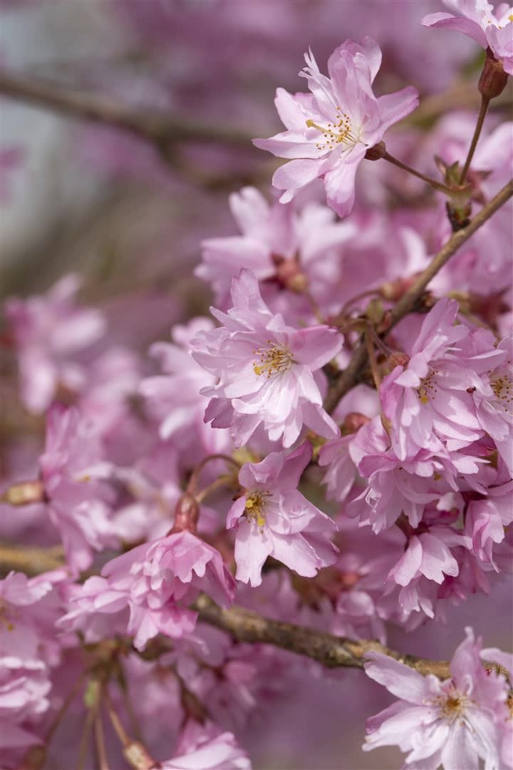 Prunus subhirtella 'Autumnalis', Winterkirsche, zartrosa Bl&uuml;ten, 100&ndash;150 cm - Bild 1