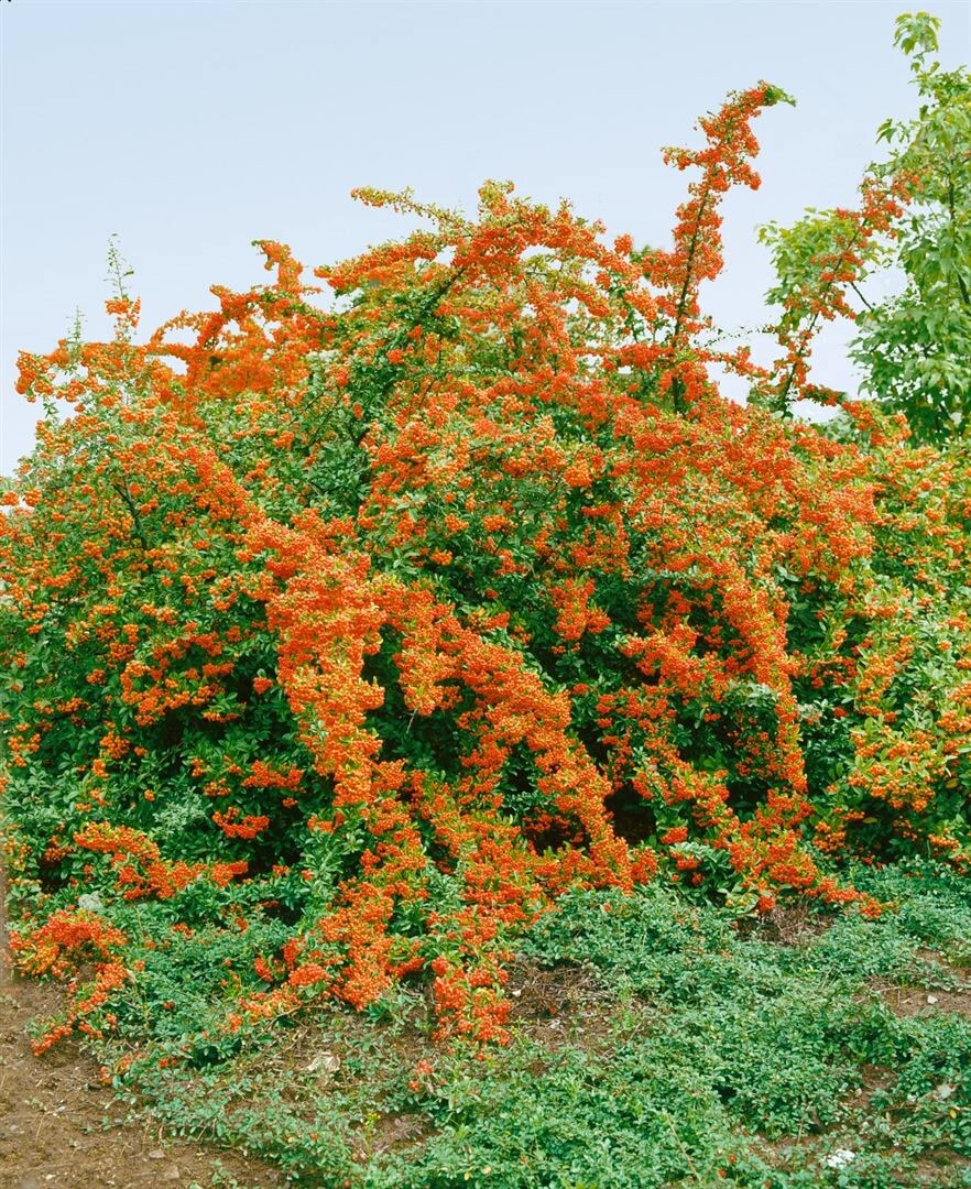 Pyracantha 'Bad Zwischenahn', Feuerdorn, orange Beeren, 40&ndash;60 cm - Bild 1