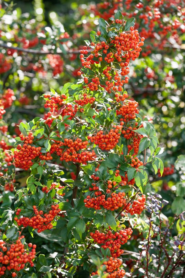 Pyracantha 'Mohave', Feuerdorn, orange-rot, 40&ndash;60 cm - Bild 1