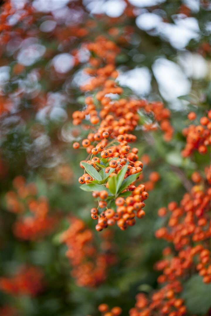 Pyracantha ‚Saphyr Orange‘, Feuerdorn, orange Beeren, 80–100 cm | 04063654813705