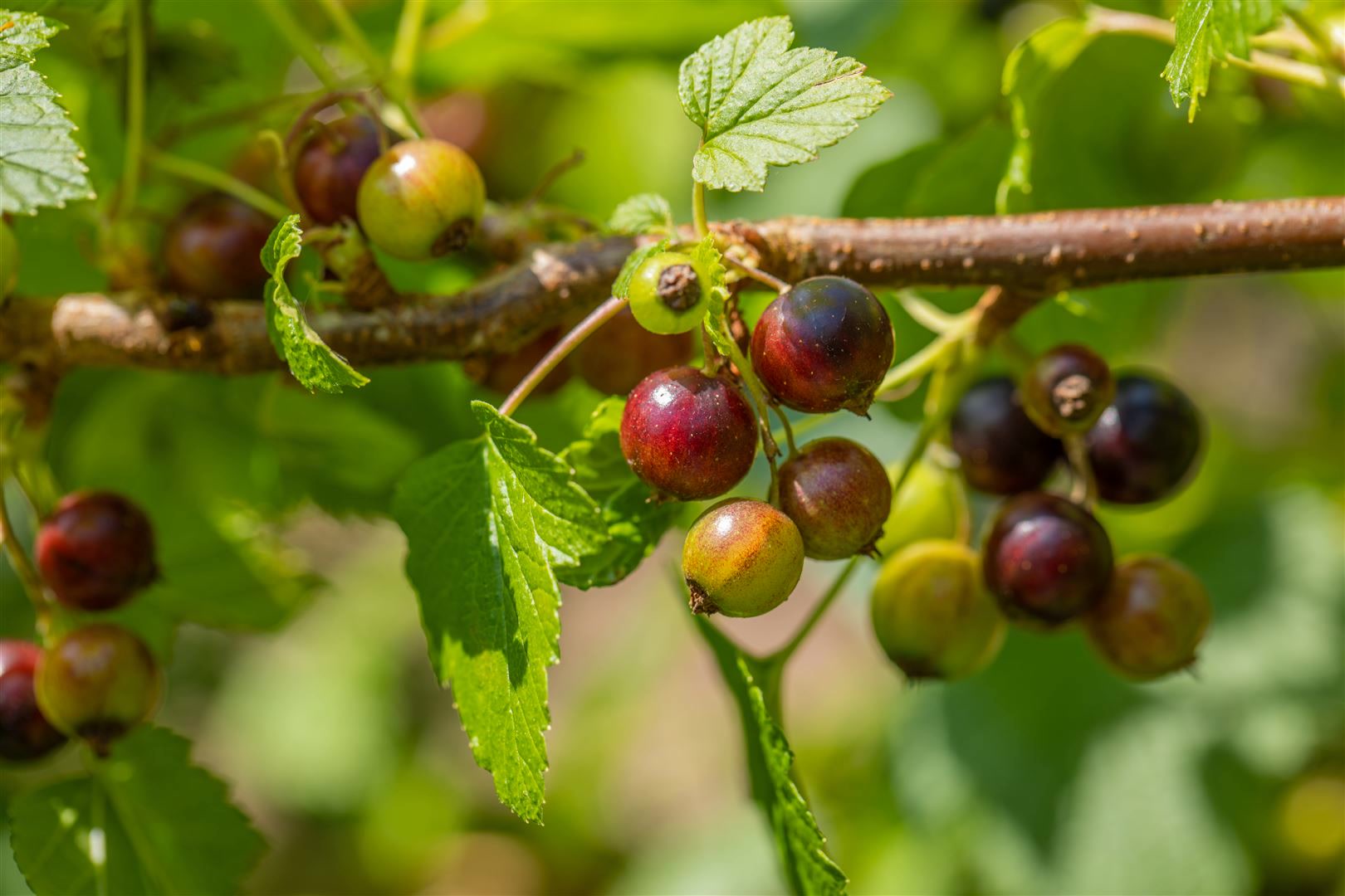 Ribes nigrum 'Ben Sarek', Schwarze Johannisbeere, 30&ndash;40 cm - Bild 1
