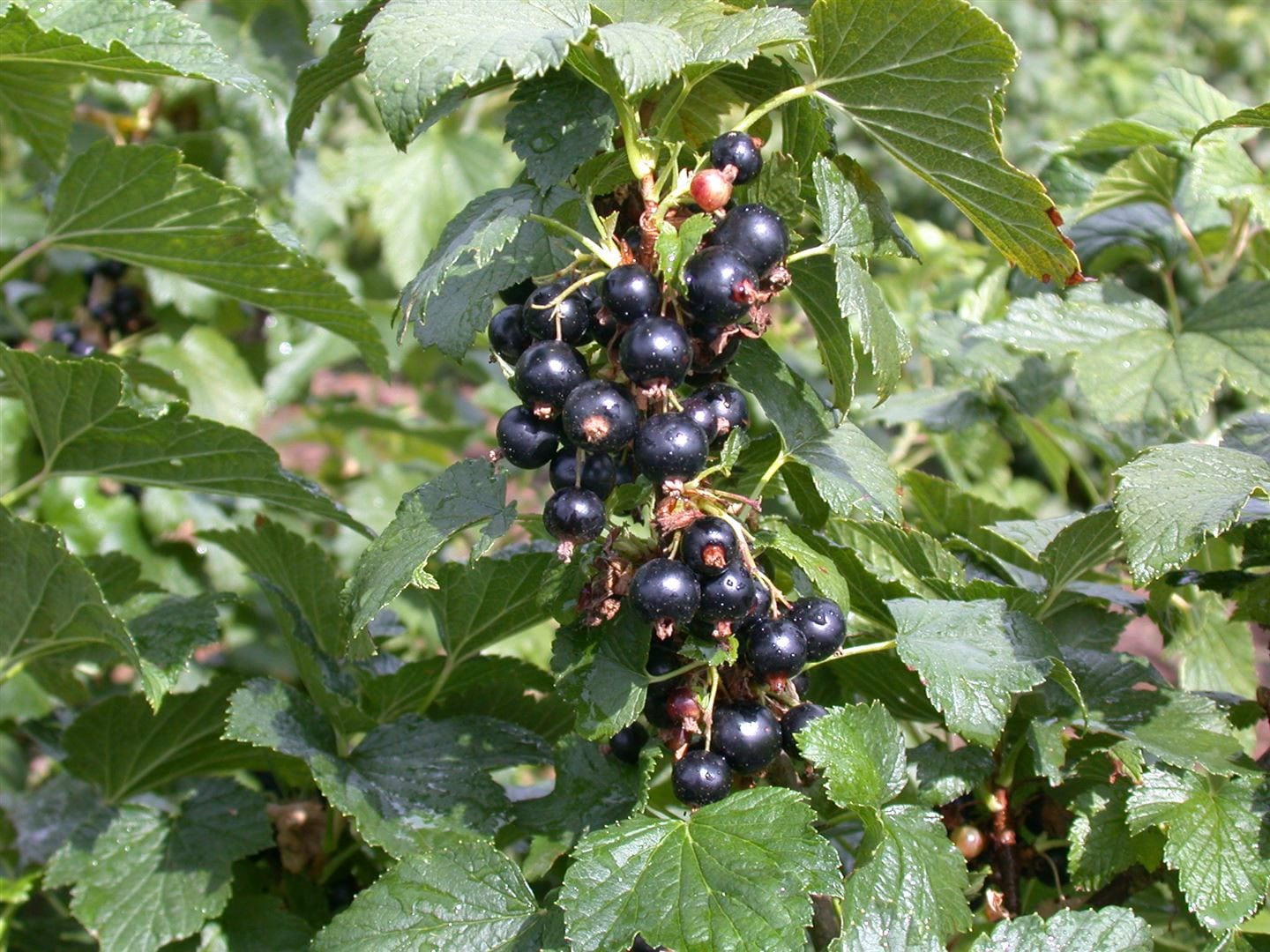 Ribes nigrum 'Silvergieters', Schwarze Johannisbeere, 40&ndash;60 cm - Bild 1