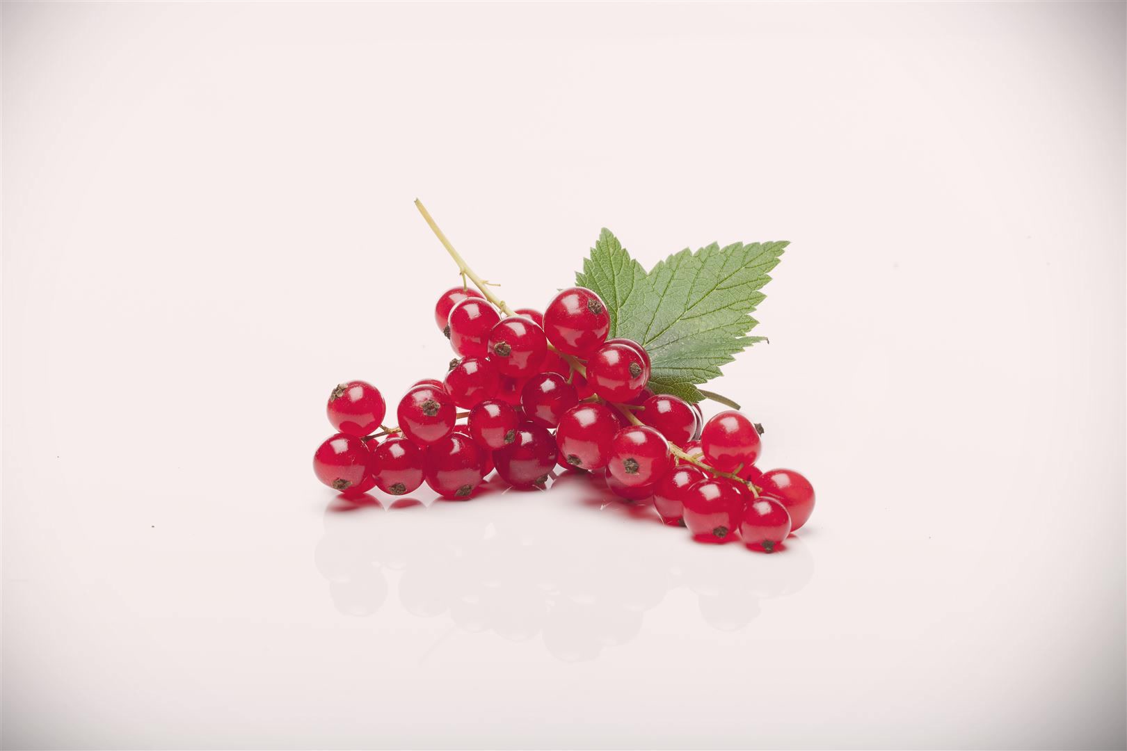 Ribes rubrum 'Rovada', Rote Johannisbeere, 30&ndash;40 cm - Bild 1