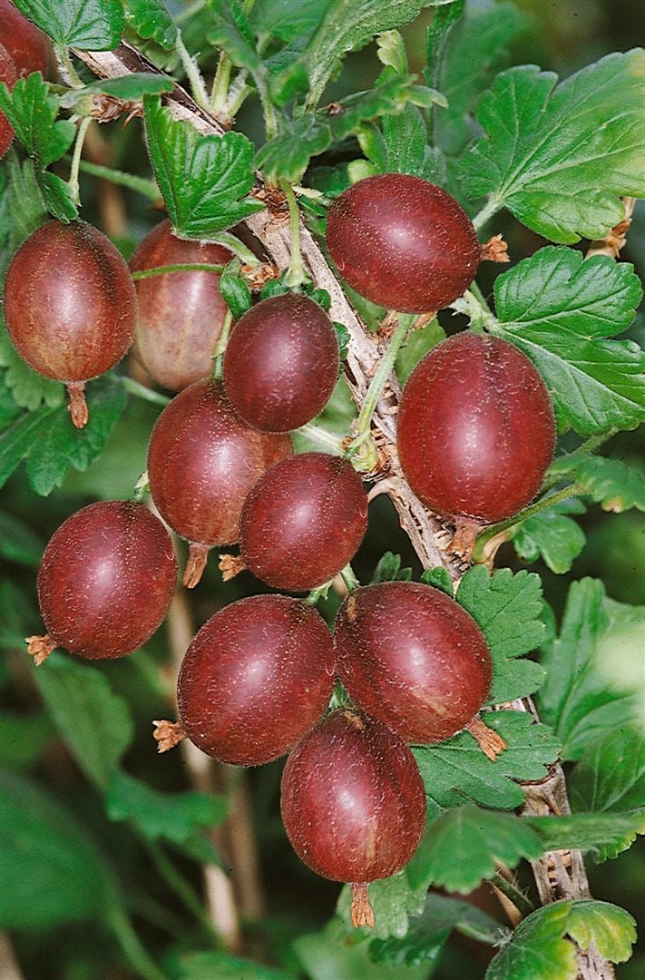 Ribes uva-crispa 'Captivator', Stachelbeere, 30&ndash;40 cm - Bild 1