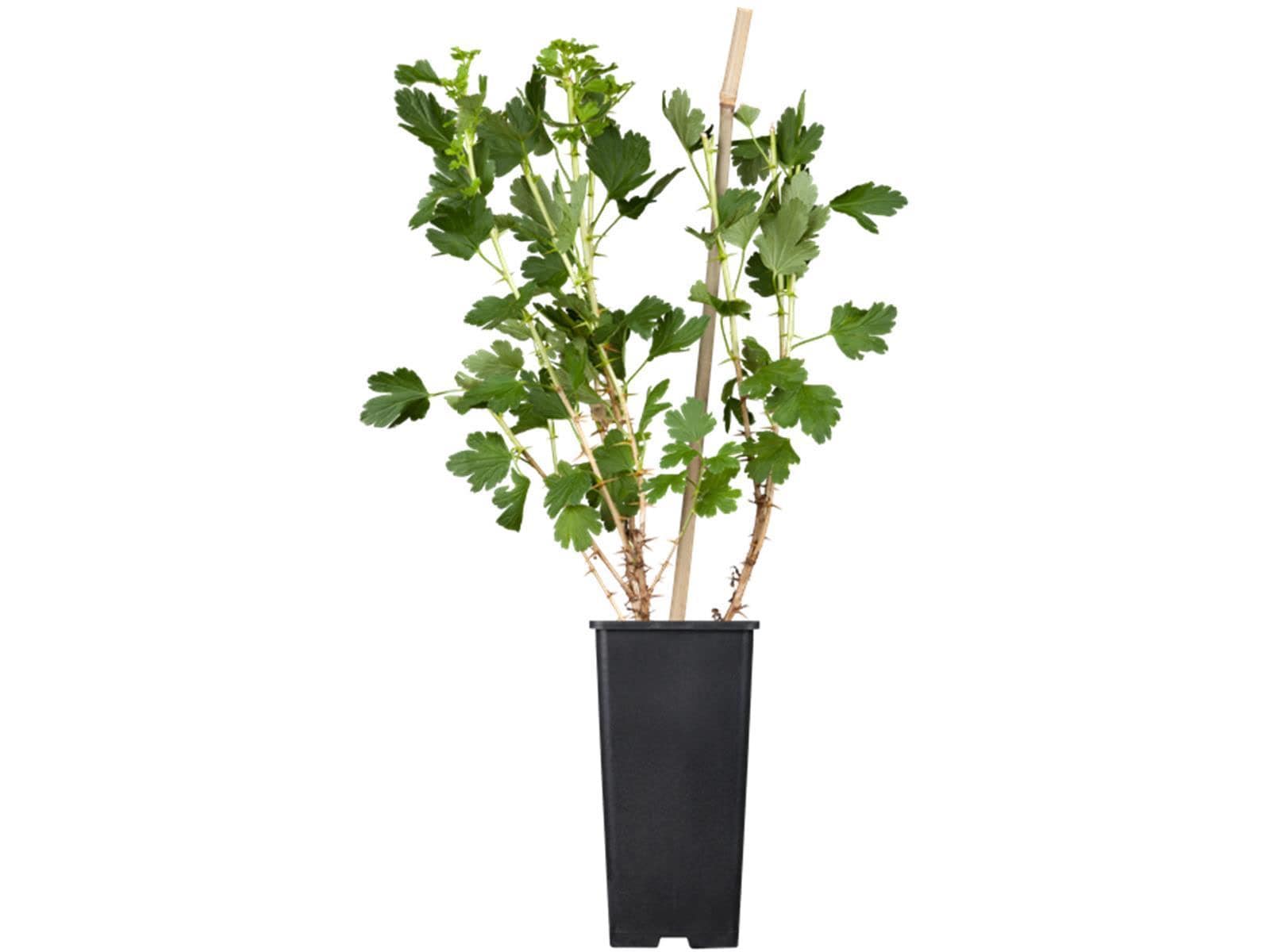 Ribes uva-crispa 'Hinnonm&auml;ki Gr&uuml;n', Stachelbeere, gr&uuml;n, 30&ndash;40 cm - Bild 1