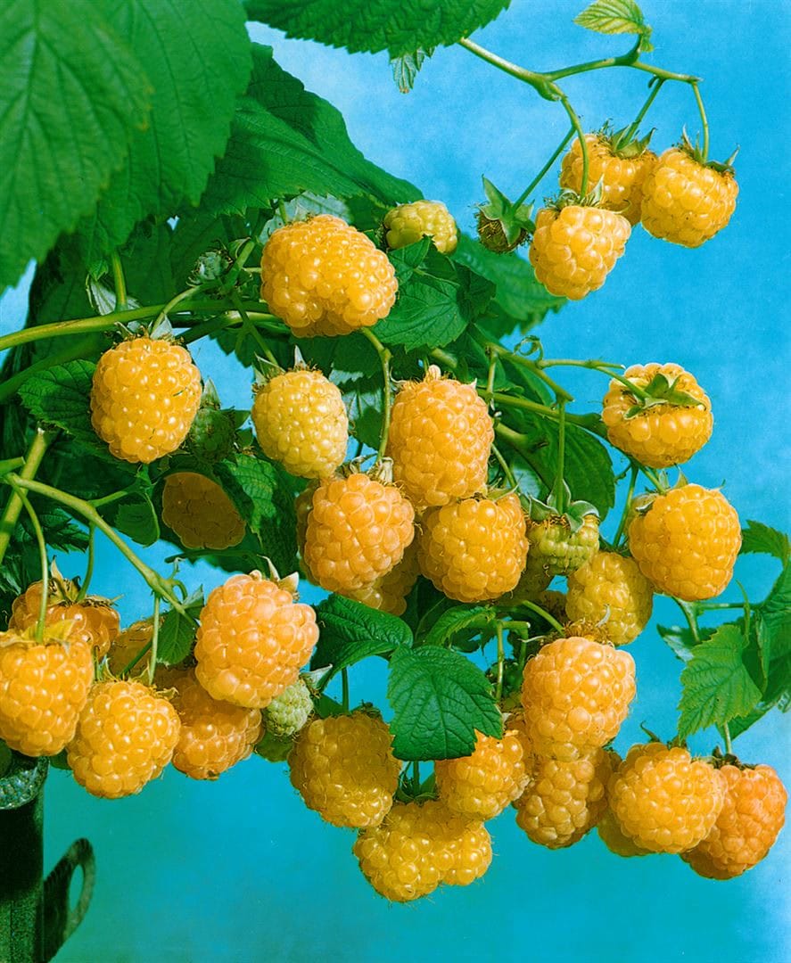Rubus idaeus 'Golden Everest', Himbeere, gelbfruchtig, 30&ndash;40 cm - Bild 1