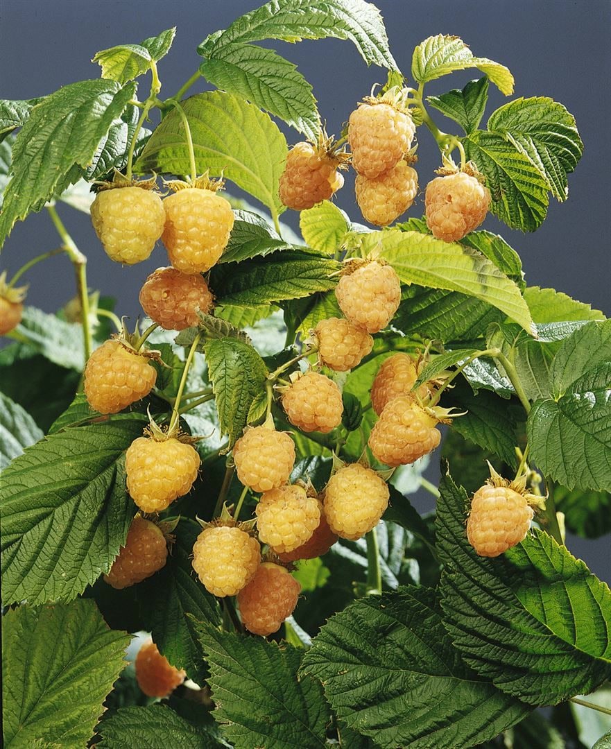 Rubus idaeus 'Golden Queen', Himbeere, gelbfruchtig, 30&ndash;40 cm - Bild 1