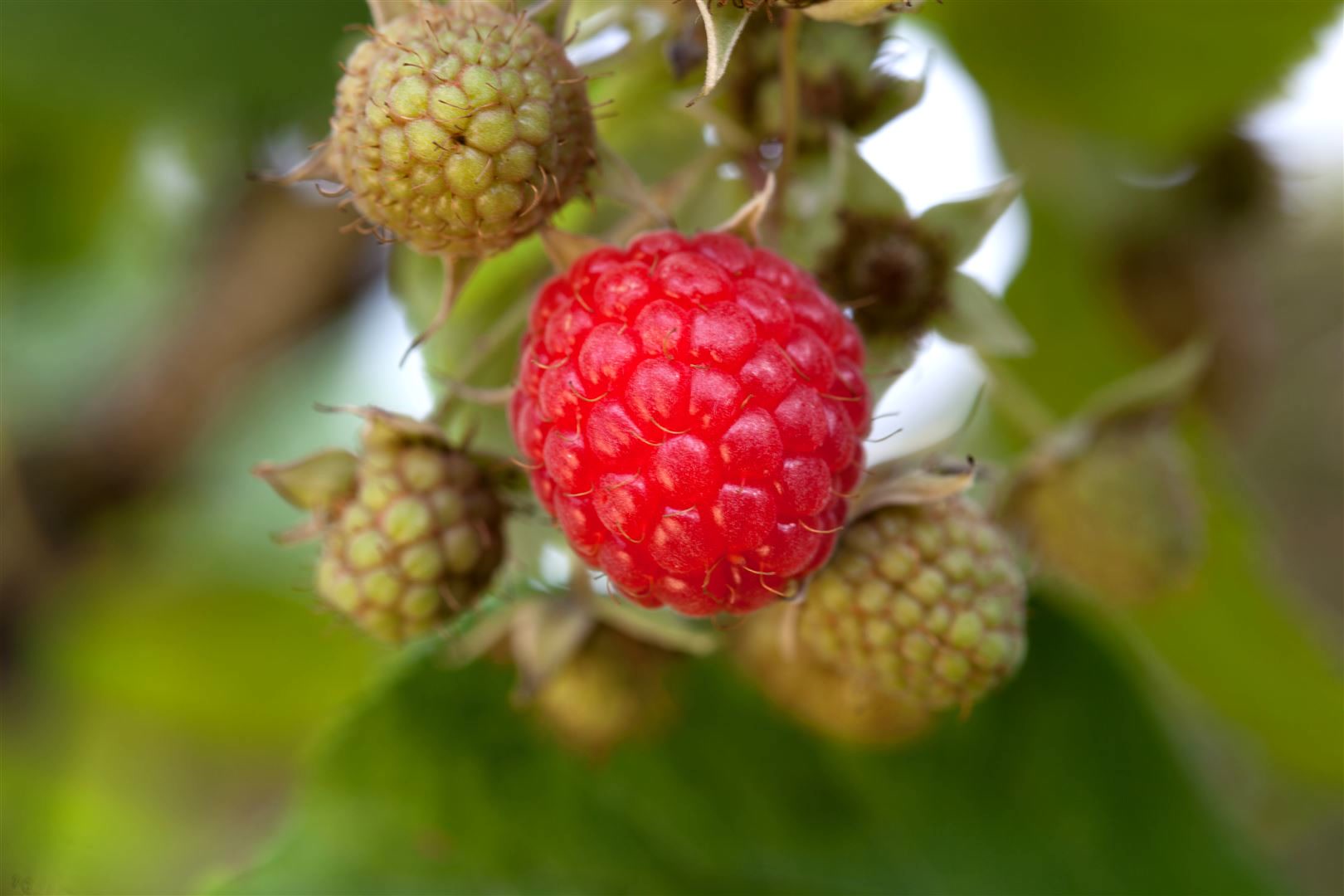 Rubus idaeus 'Willamette', Himbeere, rot, 30&ndash;40 cm - Bild 1