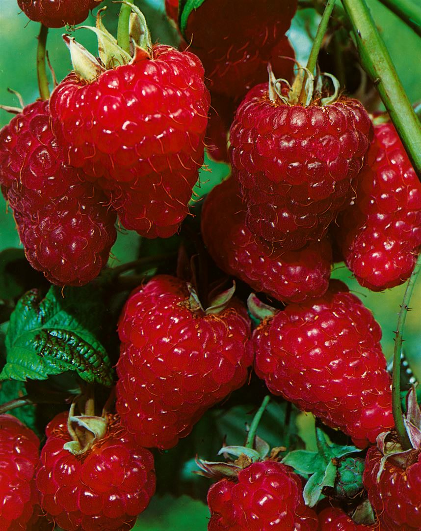 Rubus idaeus 'ZEFA 3 Herbsternte', Himbeere, 30&ndash;40 cm - Bild 1