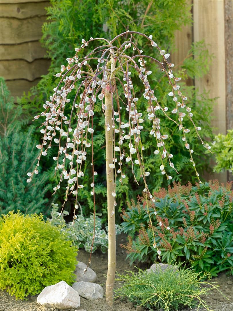Salix caprea 'Pendula', K&auml;tzchenweide, h&auml;ngend, 150 cm Stammh&ouml;he - Bild 1