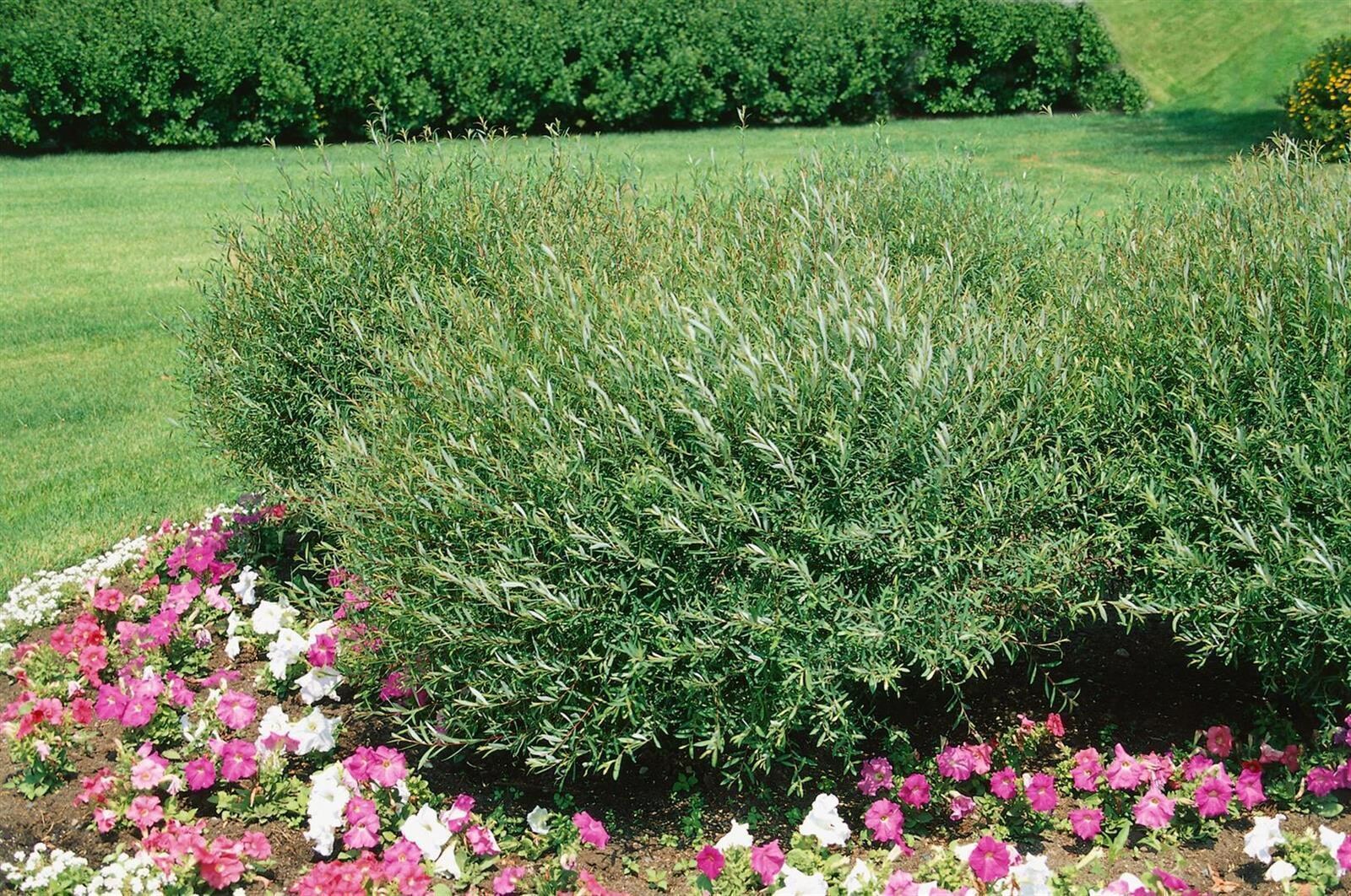 Salix purpurea 'Nana', Purpur-Weide, kompakt, 100&ndash;125 cm - Bild 1