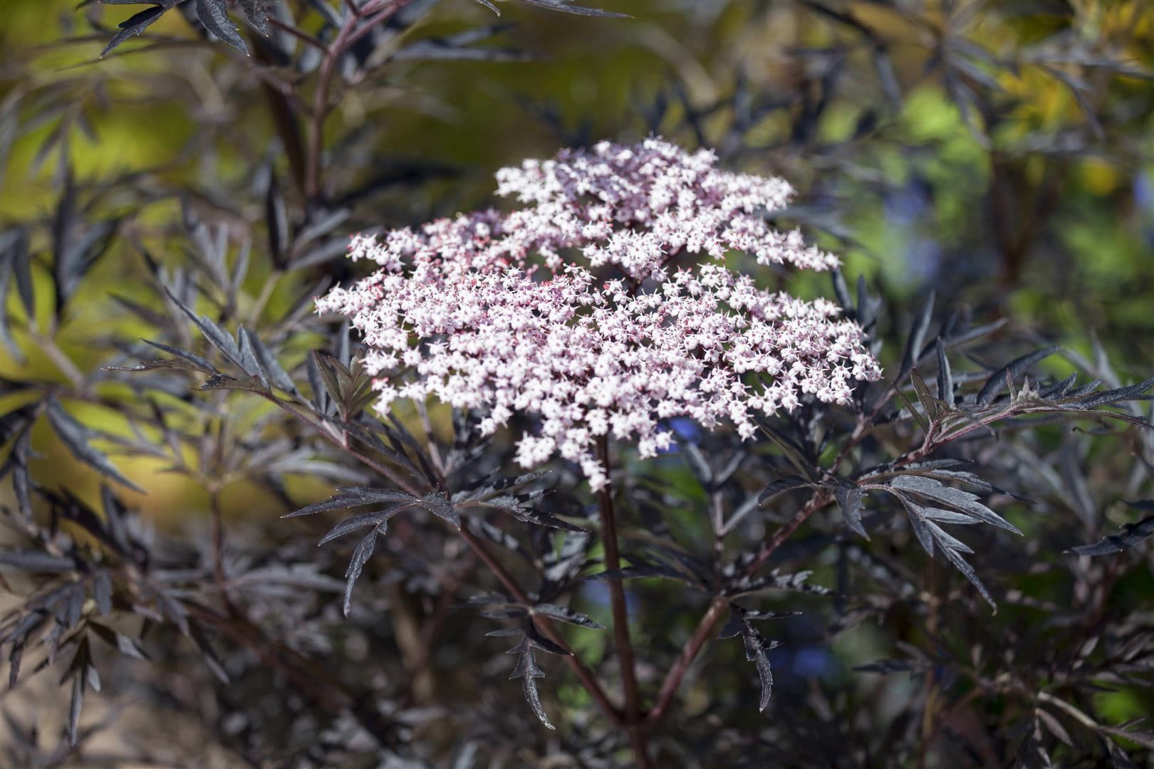 Sambucus nigra 'Black Lace', Schwarzer Holunder, dunkelrot, 100&ndash;125 cm - Bild 1