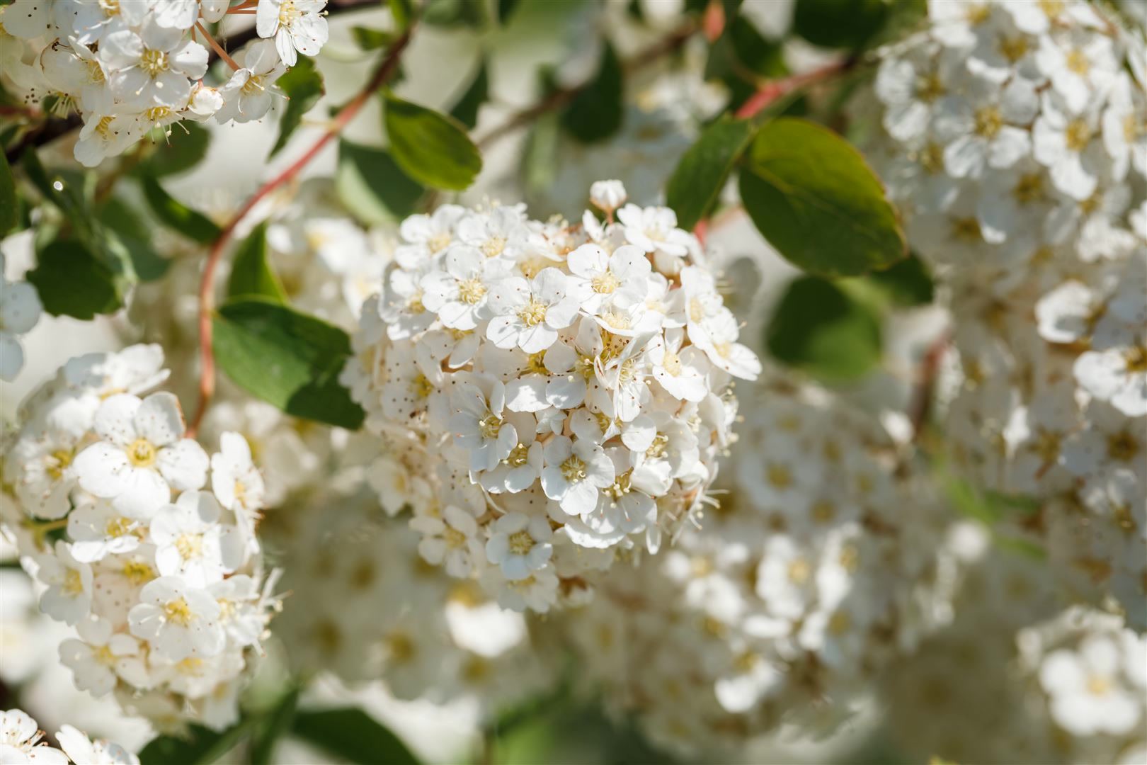 Spiraea betulifolia, Birkenbl&auml;ttrige Spiere, 40&ndash;60 cm - Bild 1