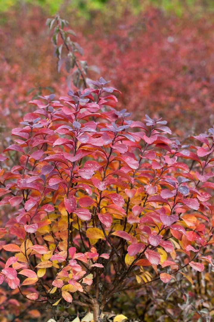 Spiraea betulifolia 'Tor', Birkenbl&auml;ttrige Spiere, wei&szlig;, 30&ndash;40 cm - Bild 1