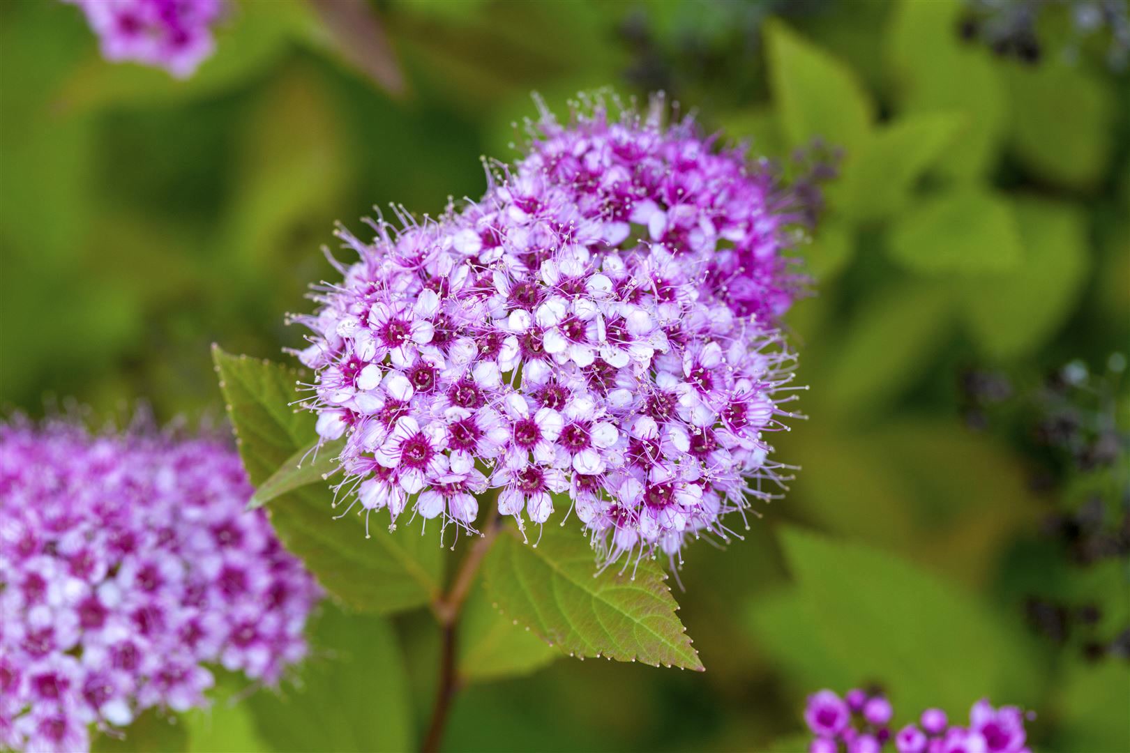 Spiraea japonica 'Froebelii', Rote Sommerspiere, 30&ndash;40 cm - Bild 1