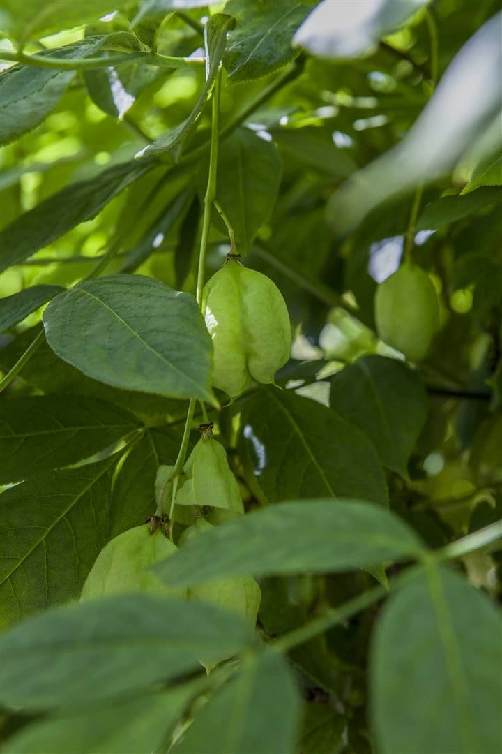 Staphylea pinnata, Pimpernuss, 40&ndash;60 cm, dekorative Fr&uuml;chte - Bild 1