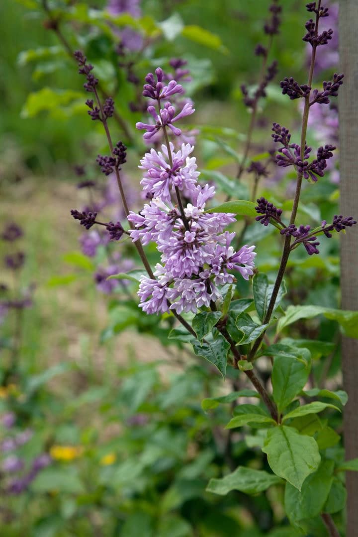 Syringa josikaea, Ungarischer Flieder, lila, 60&ndash;100 cm - Bild 1