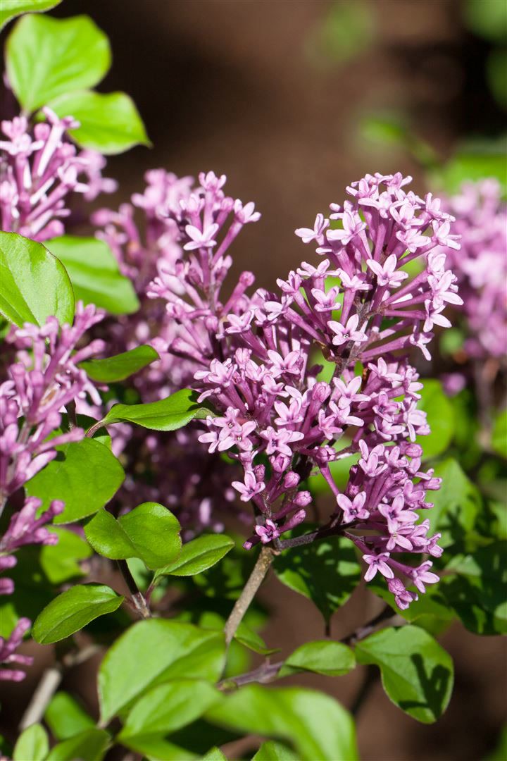 Syringa meyeri 'Palibin', Zwergflieder, lila Bl&uuml;ten, 80 cm Stammh&ouml;he - Bild 1